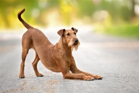 arched back doggy|Arched Back In Dogs (Explained By Vet Tech)